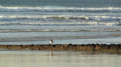SX00676 Red beaked birdy on beach [Oystercatcher - Haematopus Ostralegus].jpg